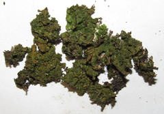 Melanohalea olivacea