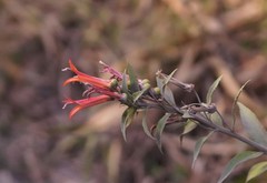 Lobelia laxiflora image