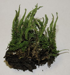 Cladonia cornuta