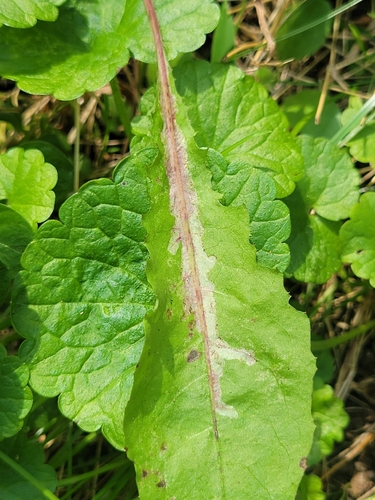 Ophiomyia beckeri