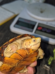 Kinosternon chimalhuaca