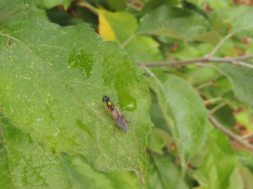 Unknown species found near Washington County, US-OR, US