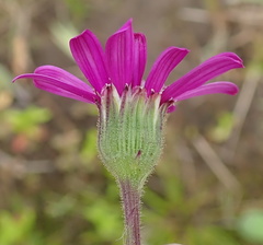 Senecio polyodon