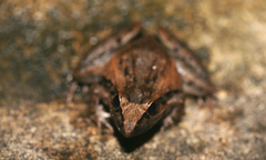 Ptychadena oxyrhynchus