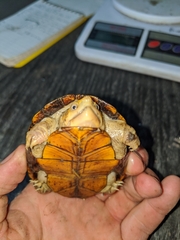 Kinosternon chimalhuaca