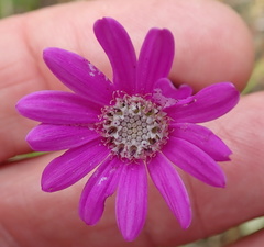 Senecio polyodon