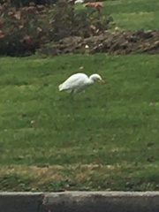Bubulcus ibis