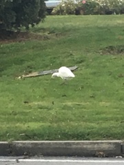 Bubulcus ibis