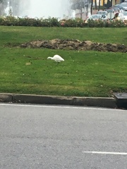 Bubulcus ibis