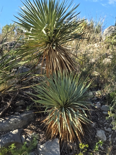 Thompson's Yucca (Yucca thompsoniana)