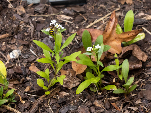 Unknown species found near Tucker, GA 30084, USA