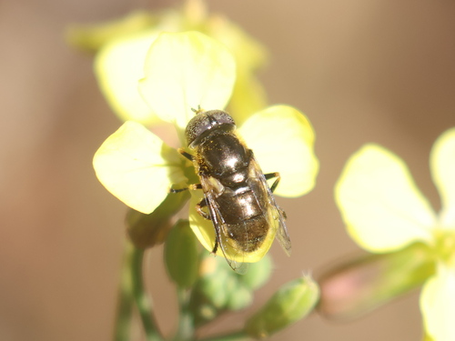 Unknown species found near Rye, NH, USA