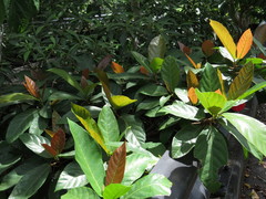 Ficus congesta
