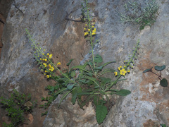 Verbascum arcturus