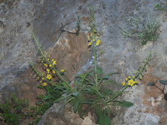 Verbascum arcturus
