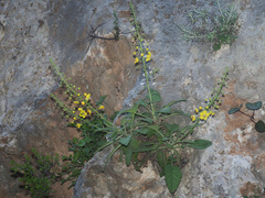 Verbascum arcturus