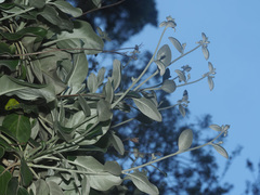 Staehelina petiolata