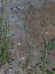 Scaligeria napiformis