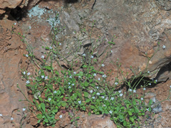 Arenaria muralis