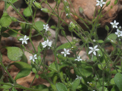 Arenaria muralis