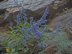 Petromarula pinnata