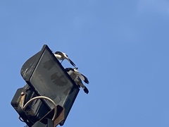 Lanius excubitoroides