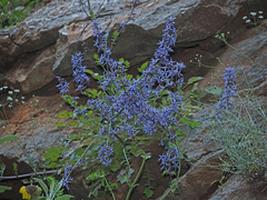 Petromarula pinnata