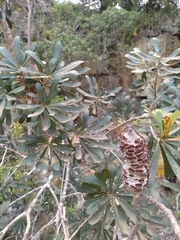 Banksia integrifolia