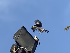 Lanius excubitoroides