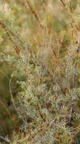 Five-stamen Tamarisk (Tamarix chinensis)