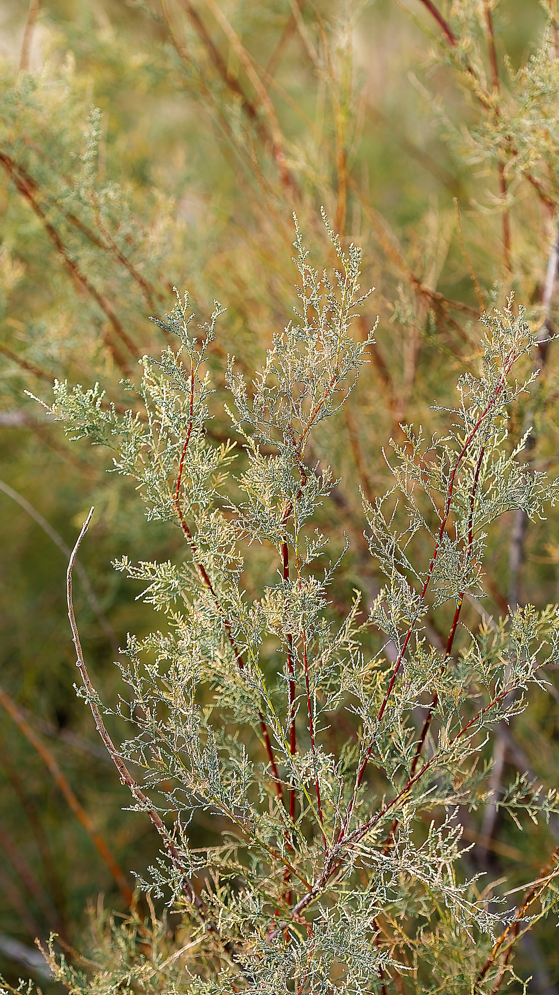 Five-Stamen Tamarisk (Tamarix chinensis)