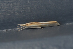 Orocrambus angustipennis