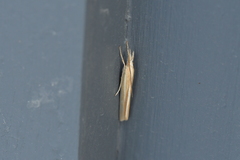 Orocrambus angustipennis