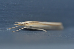 Orocrambus angustipennis