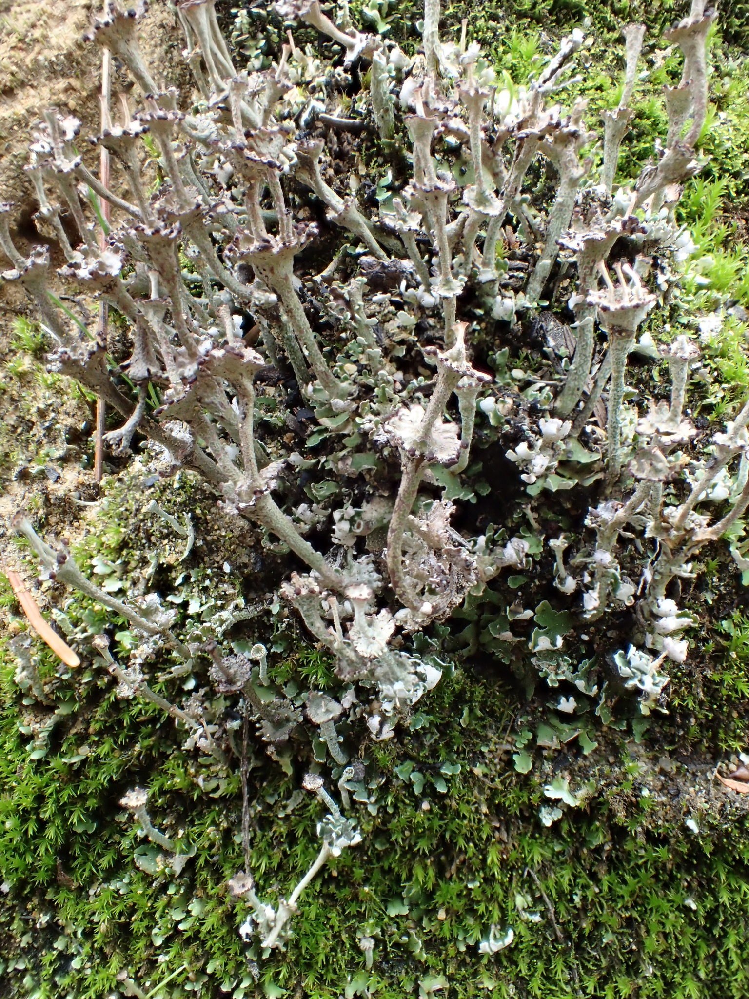 Cladonia concinna image