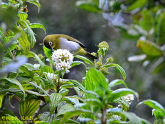 Zosterops ceylonensis