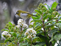 Zosterops ceylonensis