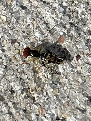 Unknown species found near Stony Brook University, Stony Brook, NY, US