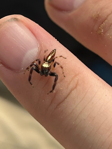 Spotted Thyene Jumping Spider