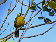 Pycnonotus penicillatus