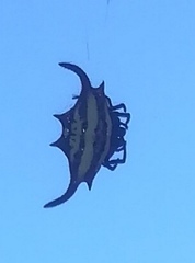 Gasteracantha falcicornis