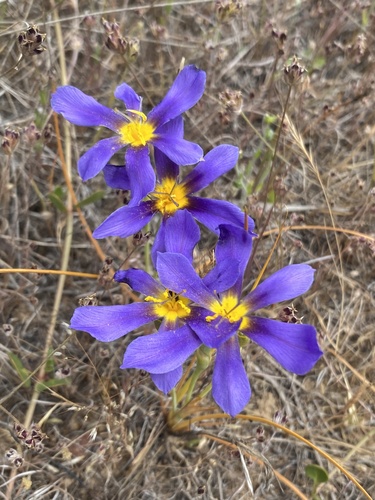 Calydorea xiphioides, photograph 3