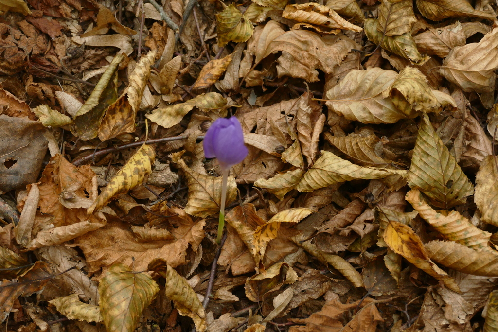 Crocus banaticus; photograph (c) Anne Heckmann, some rights reserved (CC BY)