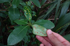 Puccinia coprosmae