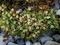 Colobanthus apetalus