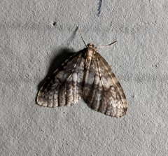 Operophterini