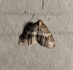 Operophterini