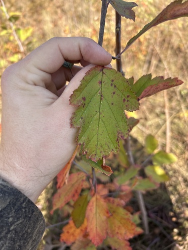 Prairie Crab Apple (Malus ioensis)
