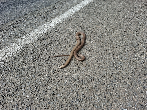 Eastern Brown Snake sighting