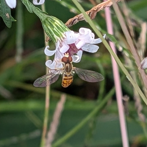 Unknown species found near Intramural Fields Deck, Athens, GA 30605, USA